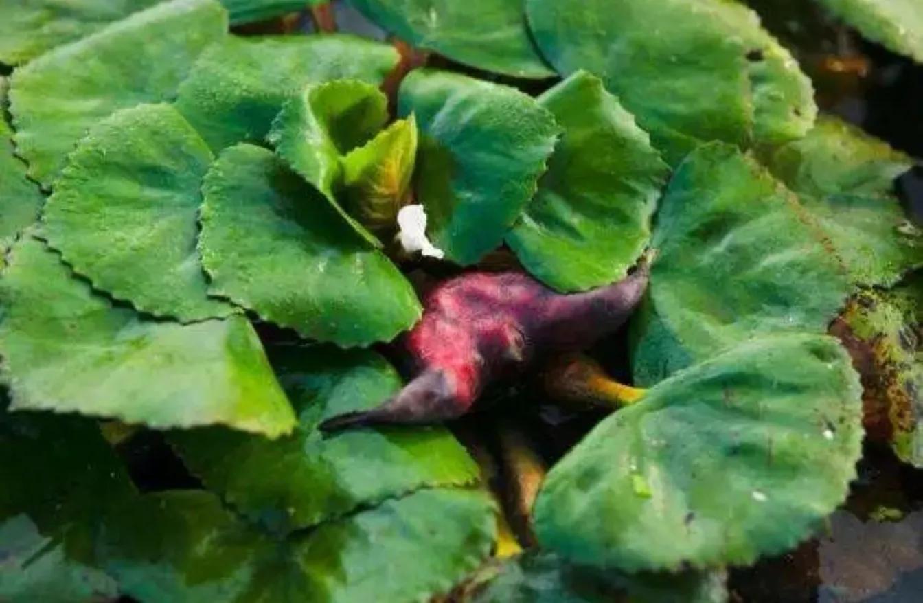 北人食菱蕴含的做人道理