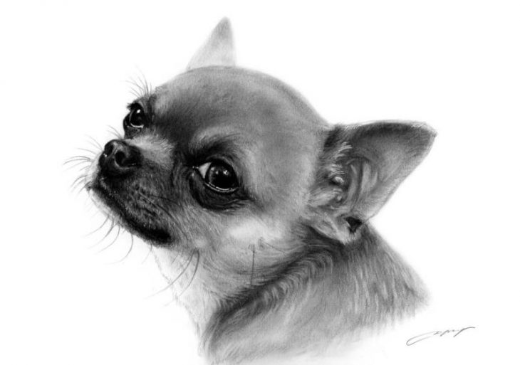 动物漫画图片铅笔画(用一只简单的铅笔画狗) - 赤虎壹号