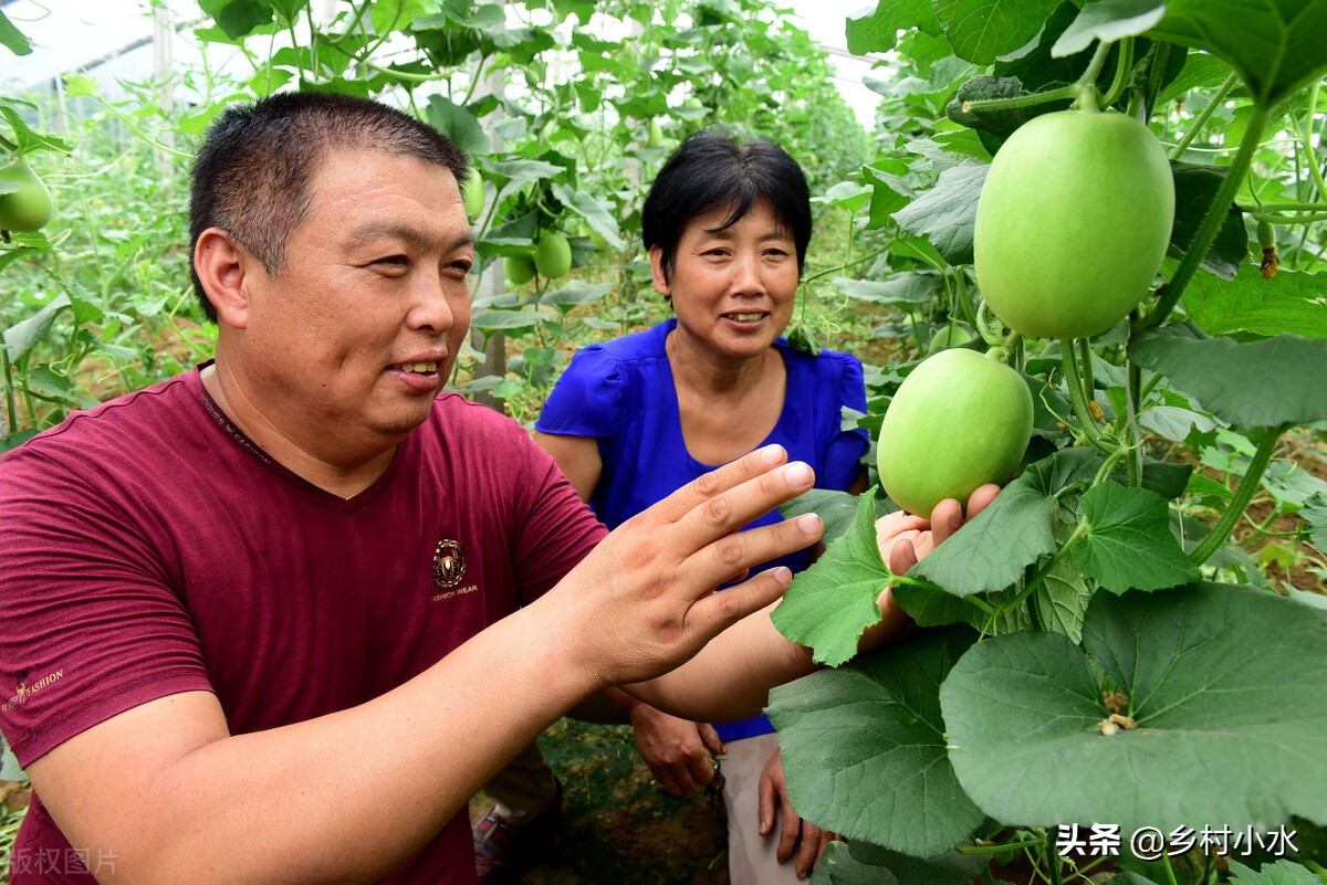 教你配制“万能肥”，一亩成本只需几块钱，蔬菜产量高、病虫害少