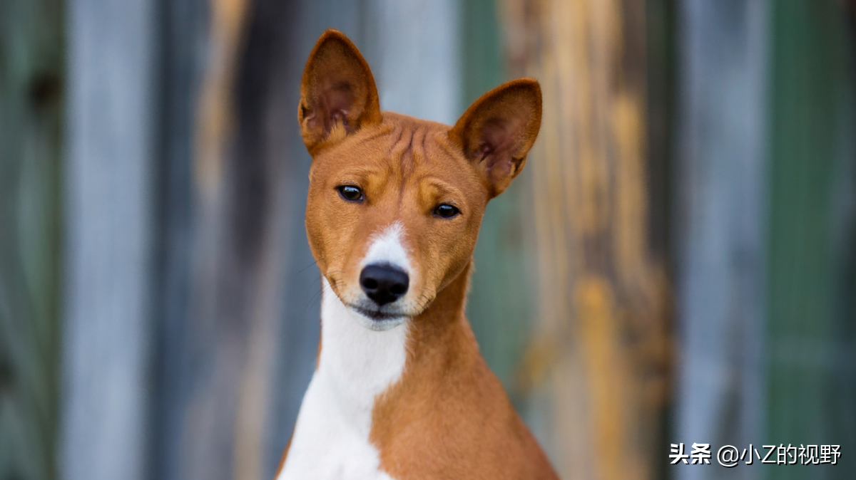 这7种猎犬，都来自非洲大陆，有你们认识的吗？