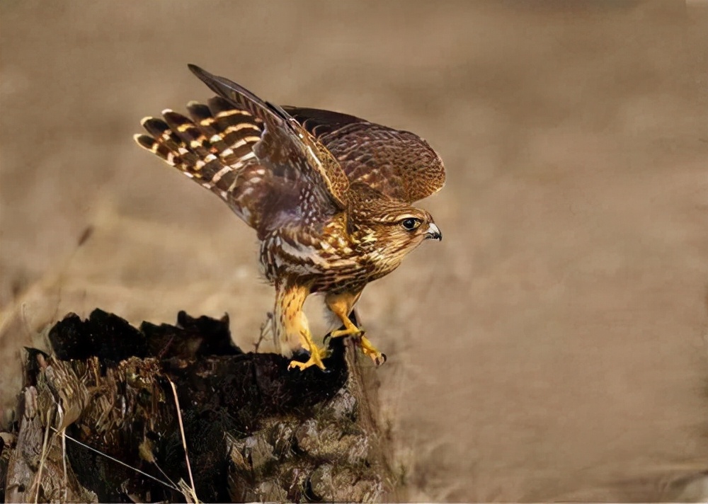 在山海经中，作为上古五大创世神之一，鼓究竟是善神还是恶神？