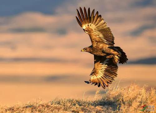 向往鹰的精神——自由飞翔的梦