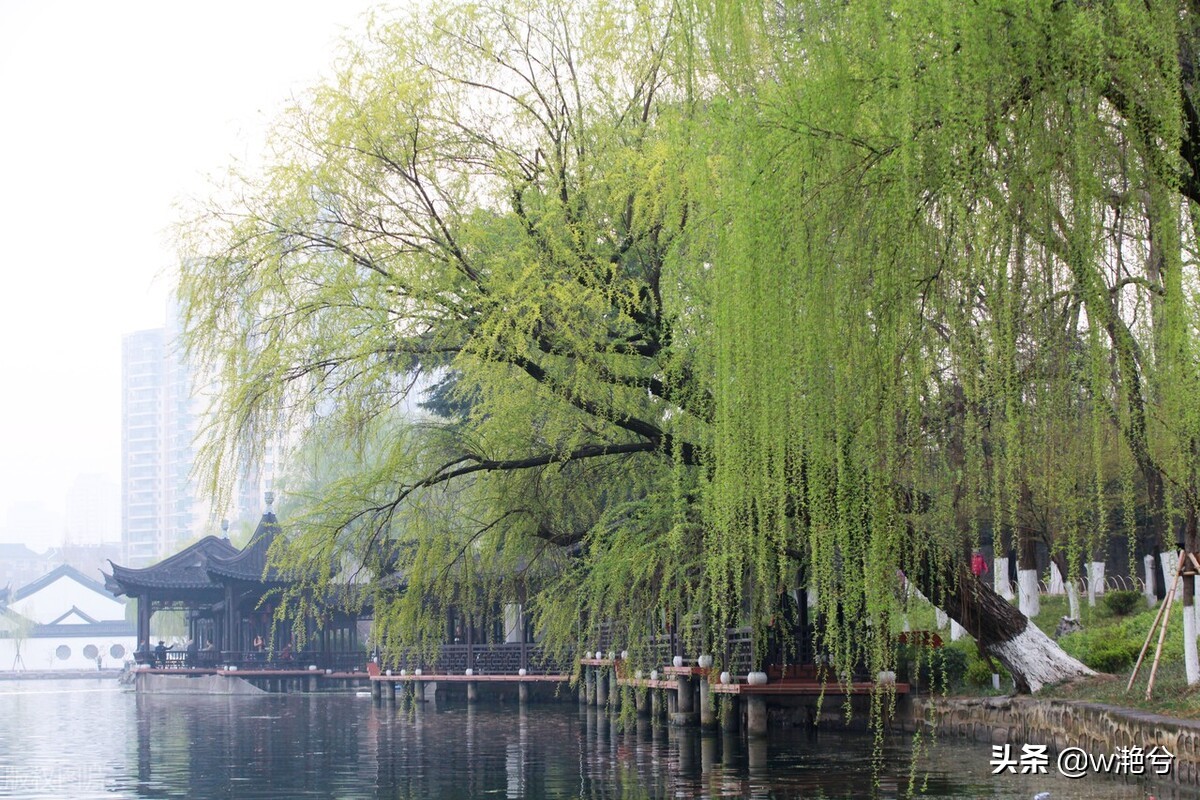 春天的颜色——红白黄紫绿