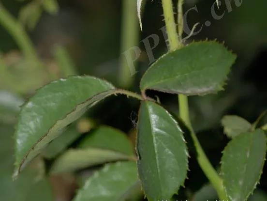 情人玫瑰花资料介绍（林草科普之玫瑰植物花语系列）