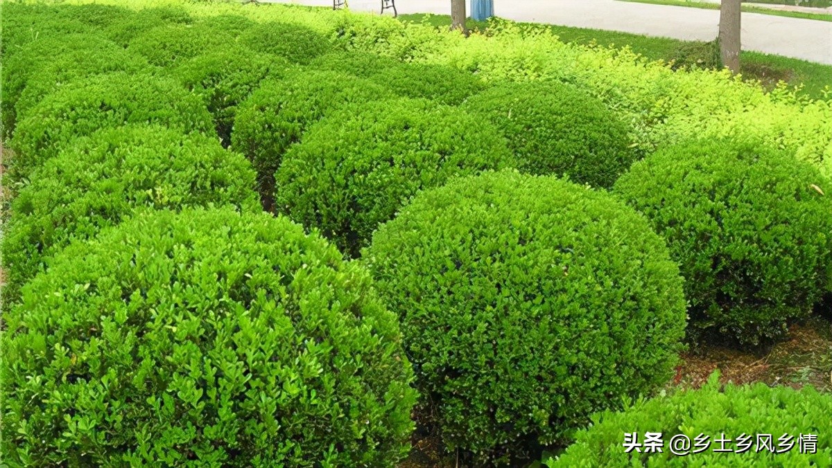 冬青树种子怎么种植（冬青树的种植方法和技术）