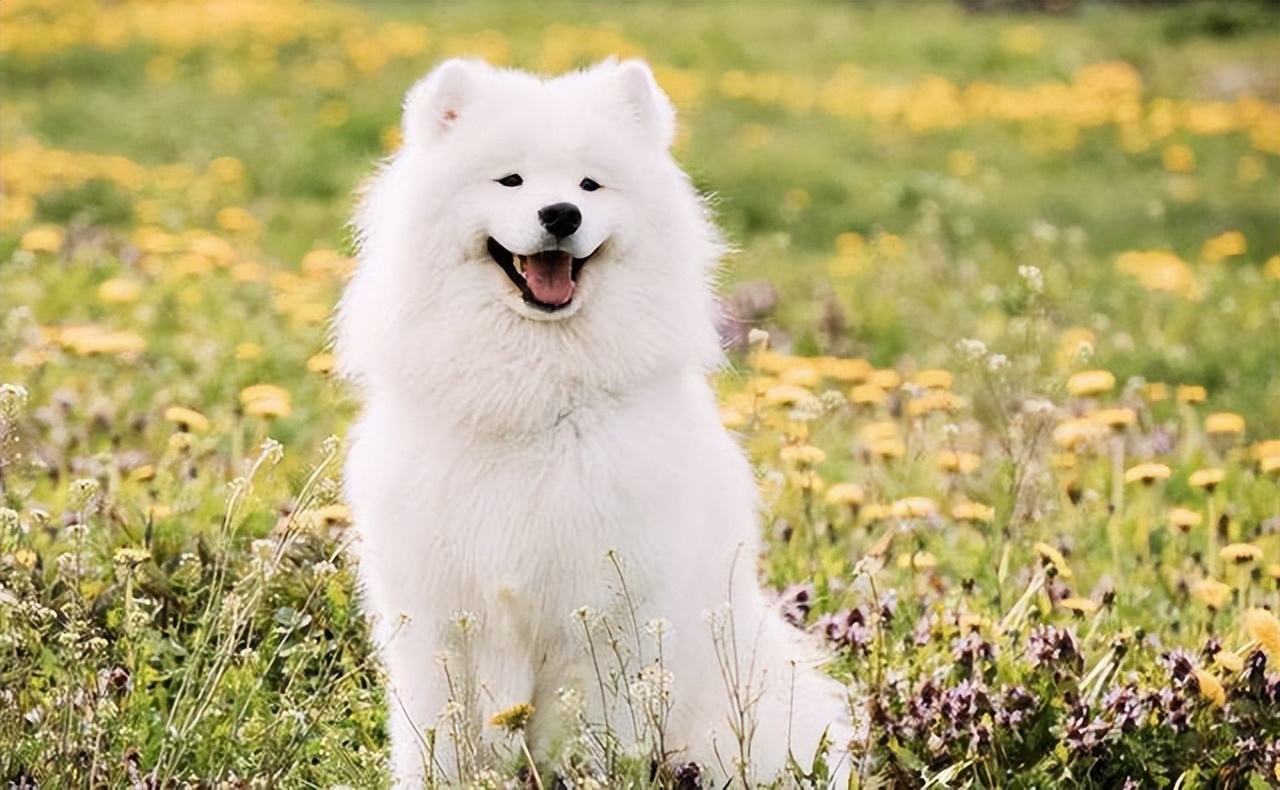 推荐6种"好养狗",适合新手,颜值高还不臭