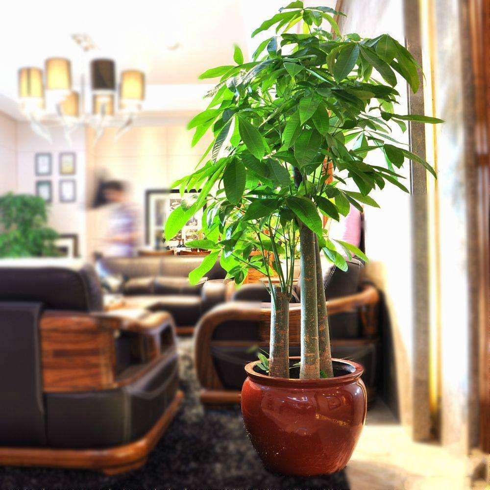 客厅养花“讲究大”，别随便，这6种，贵气不俗，养人旺家