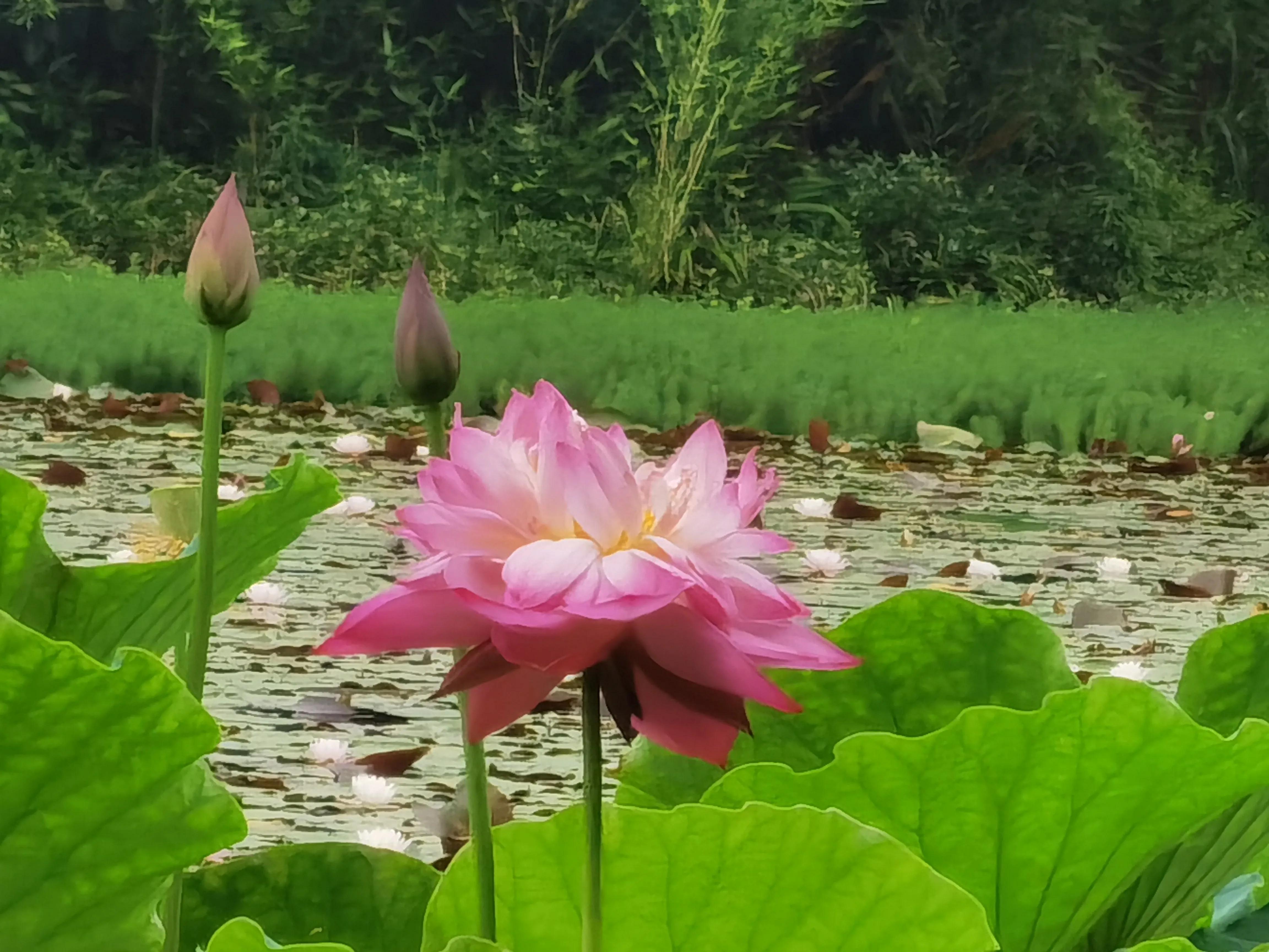 仓央嘉措——陌上花开