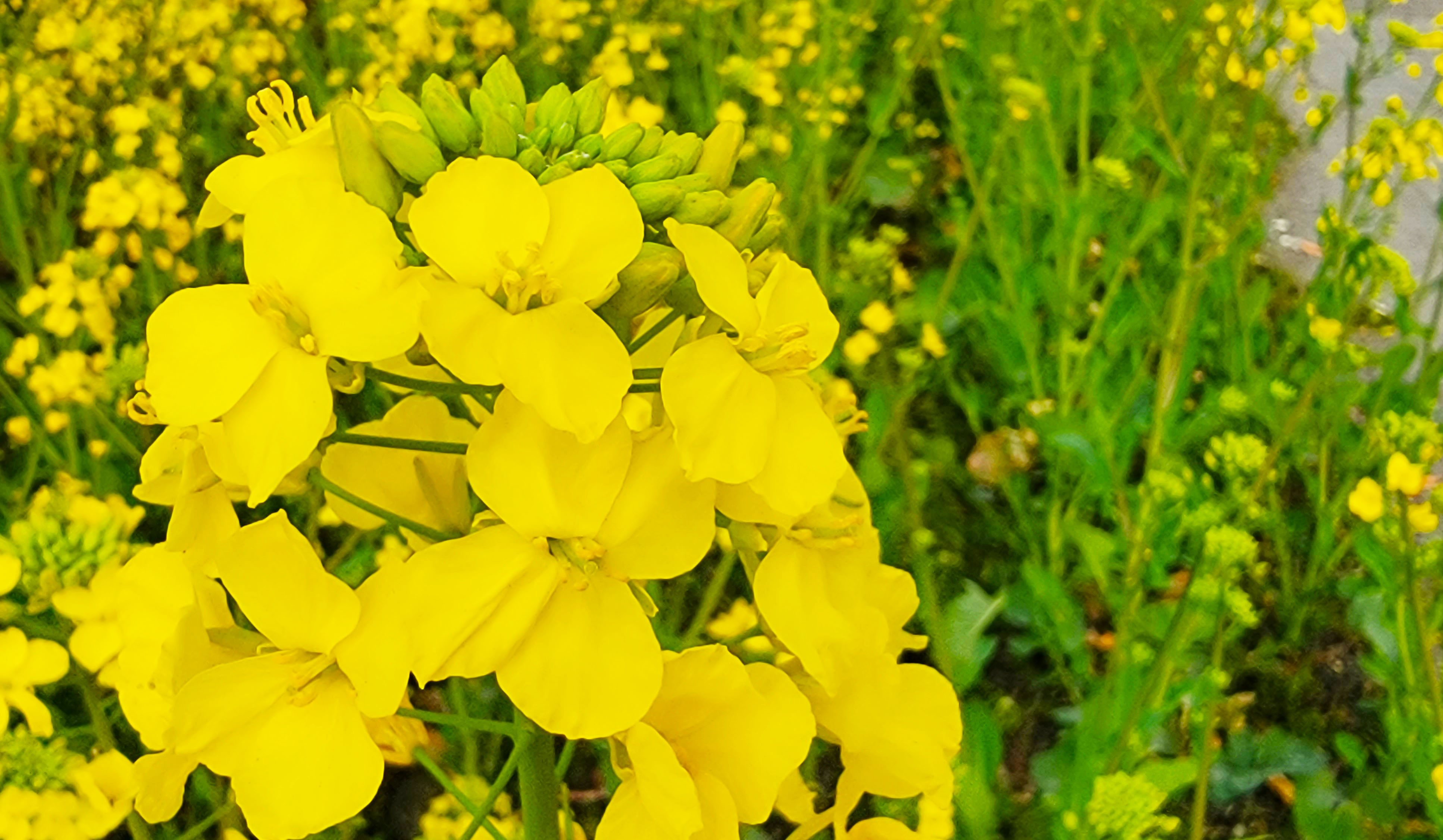 惠风吹拂菜花芳 蝶恋蜂追采蜜忙