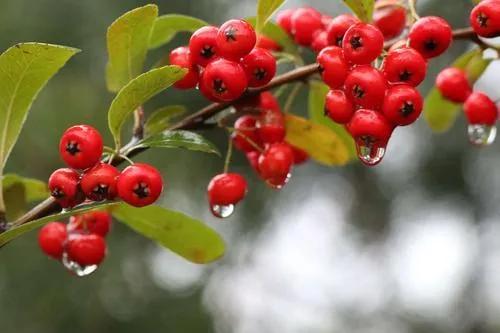 你还记得王维的《相思》吗？