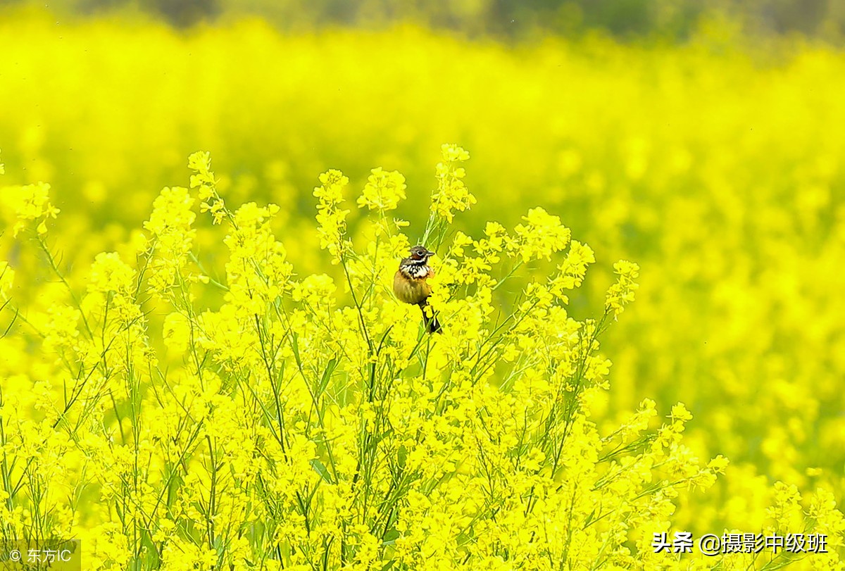 如何拍油菜花？死记这3个拍摄技巧，摄影新手也能拍好