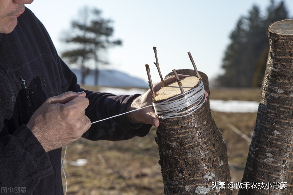 果树嫁接时间表（教你分辨家养果树的最佳嫁接时间）