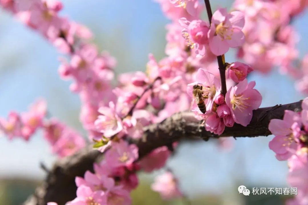 二月二花朝节林妹妹的生日，愿你不负花时不负良辰赴春日花开盛宴