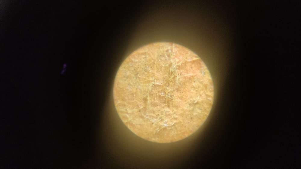 星特朗便携显微镜：你将随时看到不一样的世界