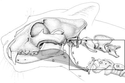 猫咪不会老虎吼,那老虎会喵喵叫吗?