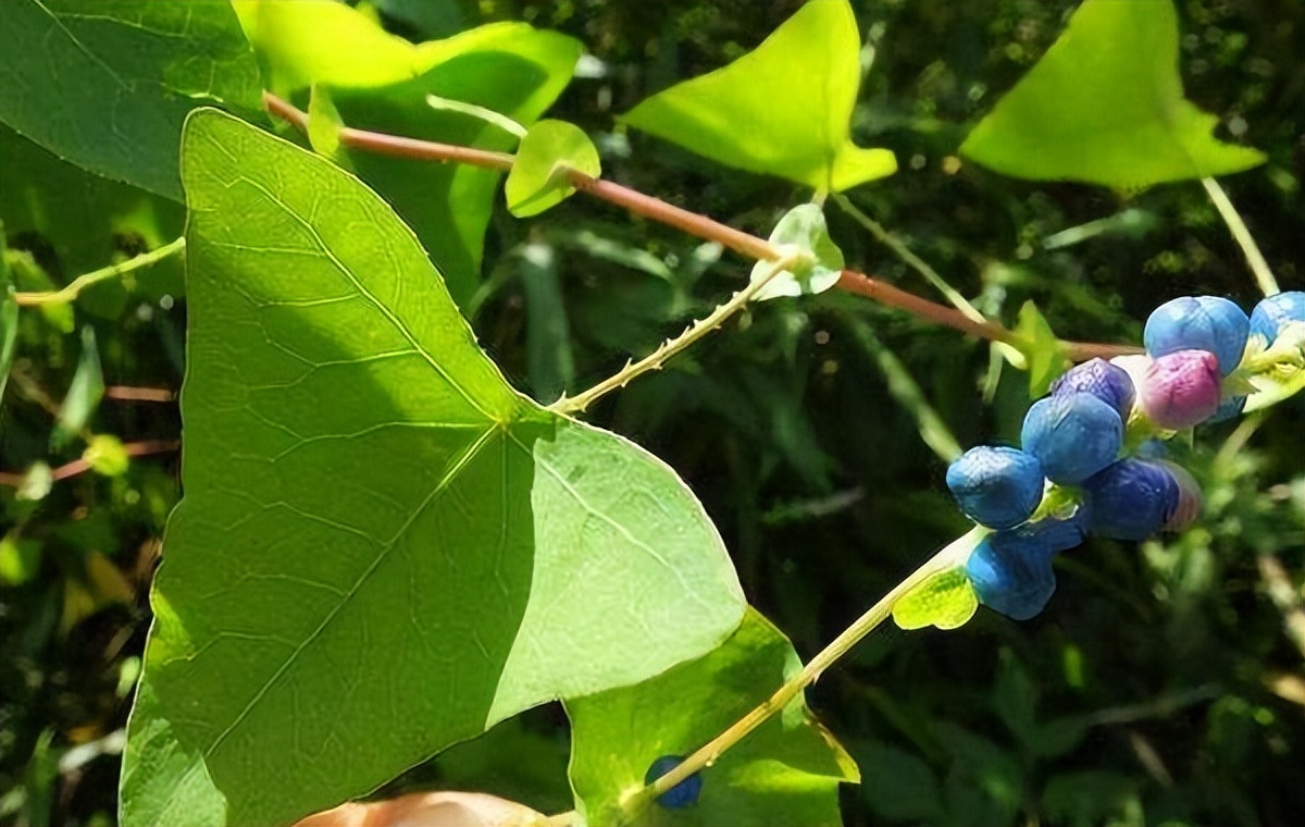 俗称"蛇倒退",叶和果都能吃,山中见到薅一把,它的价值厉害了