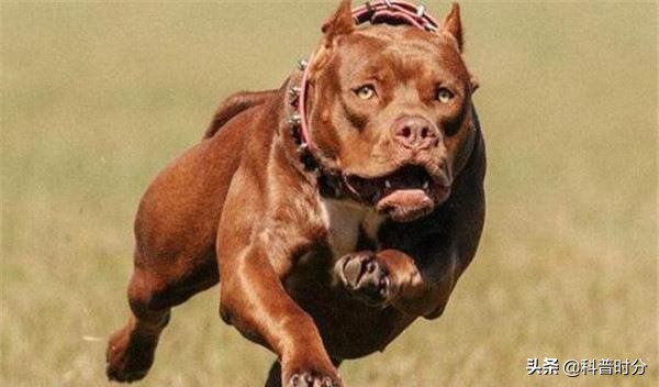 世界上兇猛的十種狗，日本土佐犬上榜，藏獒排名第二