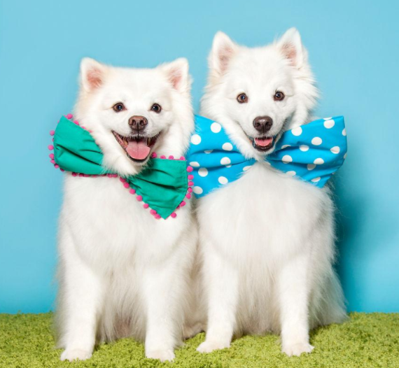 狗狗交配完转身就跑，究竟有什么含义？