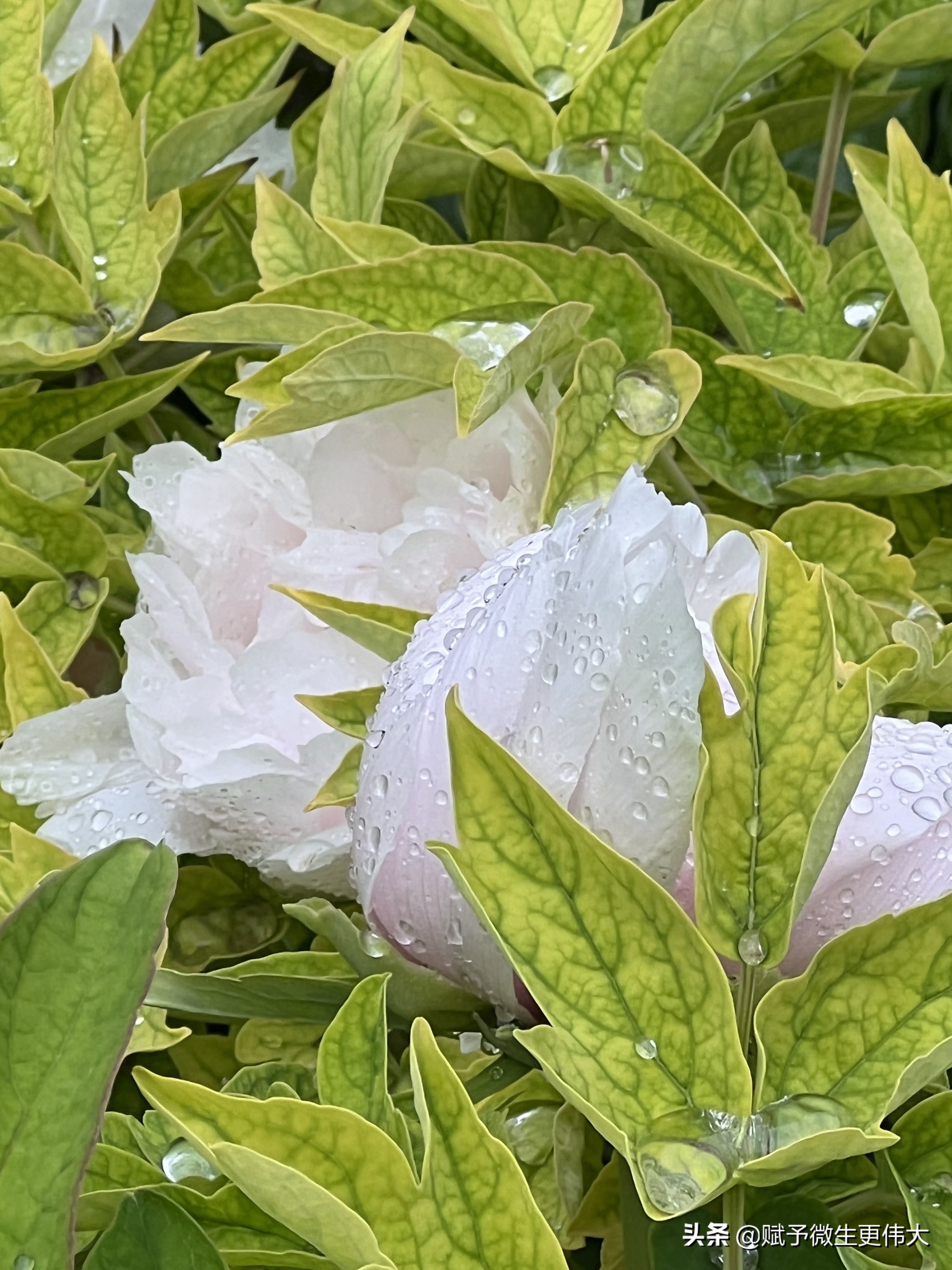 雨新新——早上雨匆匆 行人缩衣身