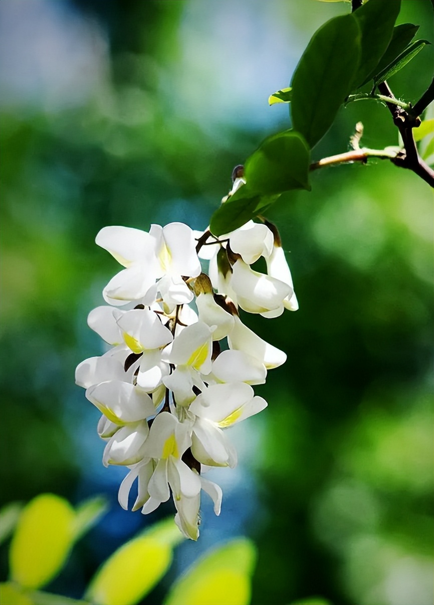 又见槐花香满天,古诗词里的槐花,白绿相间,芳香袭人