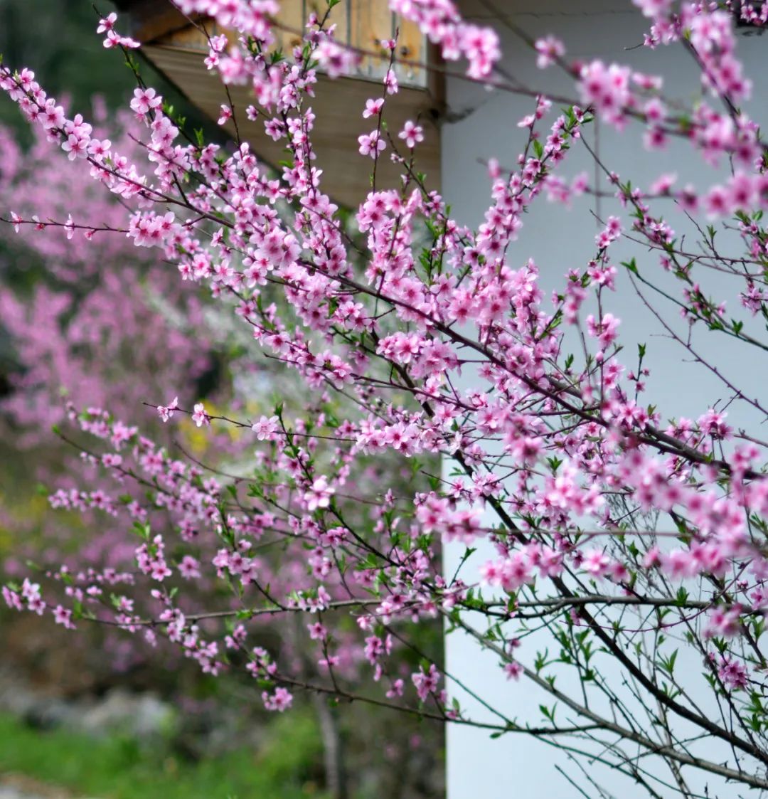 “有一種春天叫利州”花卉觀賞活動正式啟動！這些活動等您解鎖