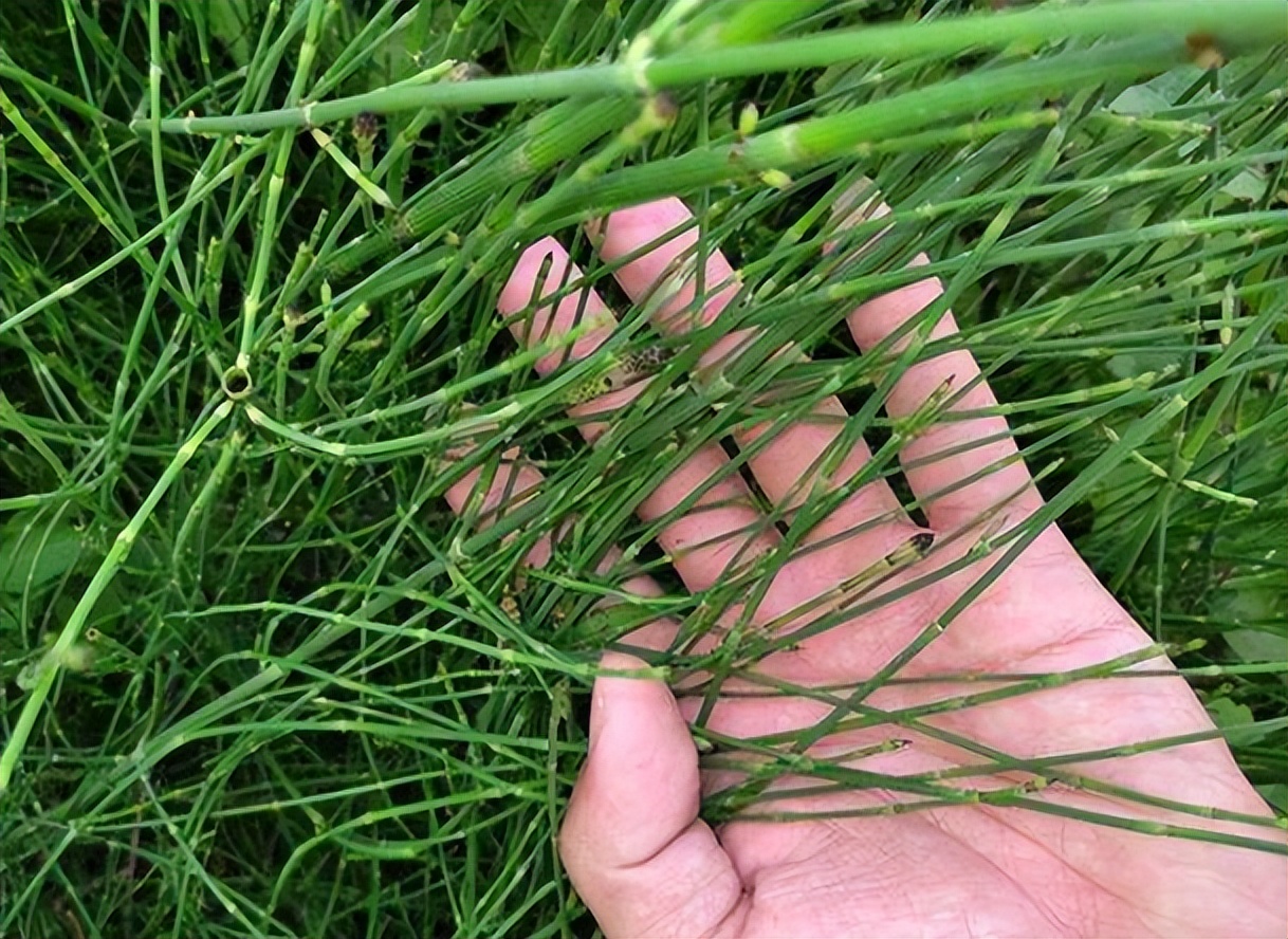(节节草泡脚有什么好处?