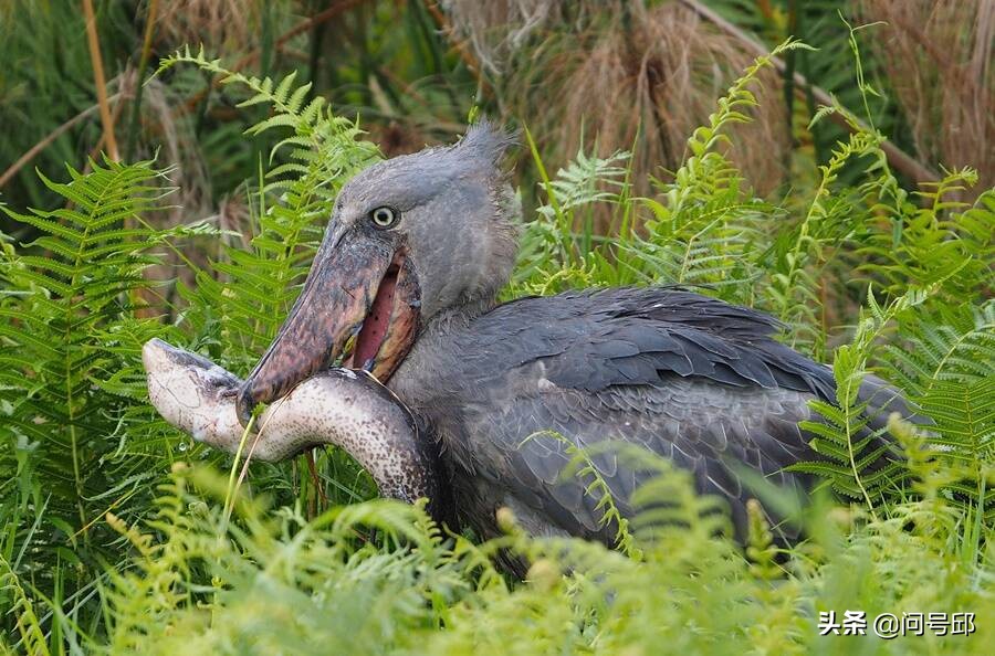 长相傻乎乎的史前鸟,嘴巴犹如木屐,小鳄鱼的"噩梦猎手"鲸头鹳