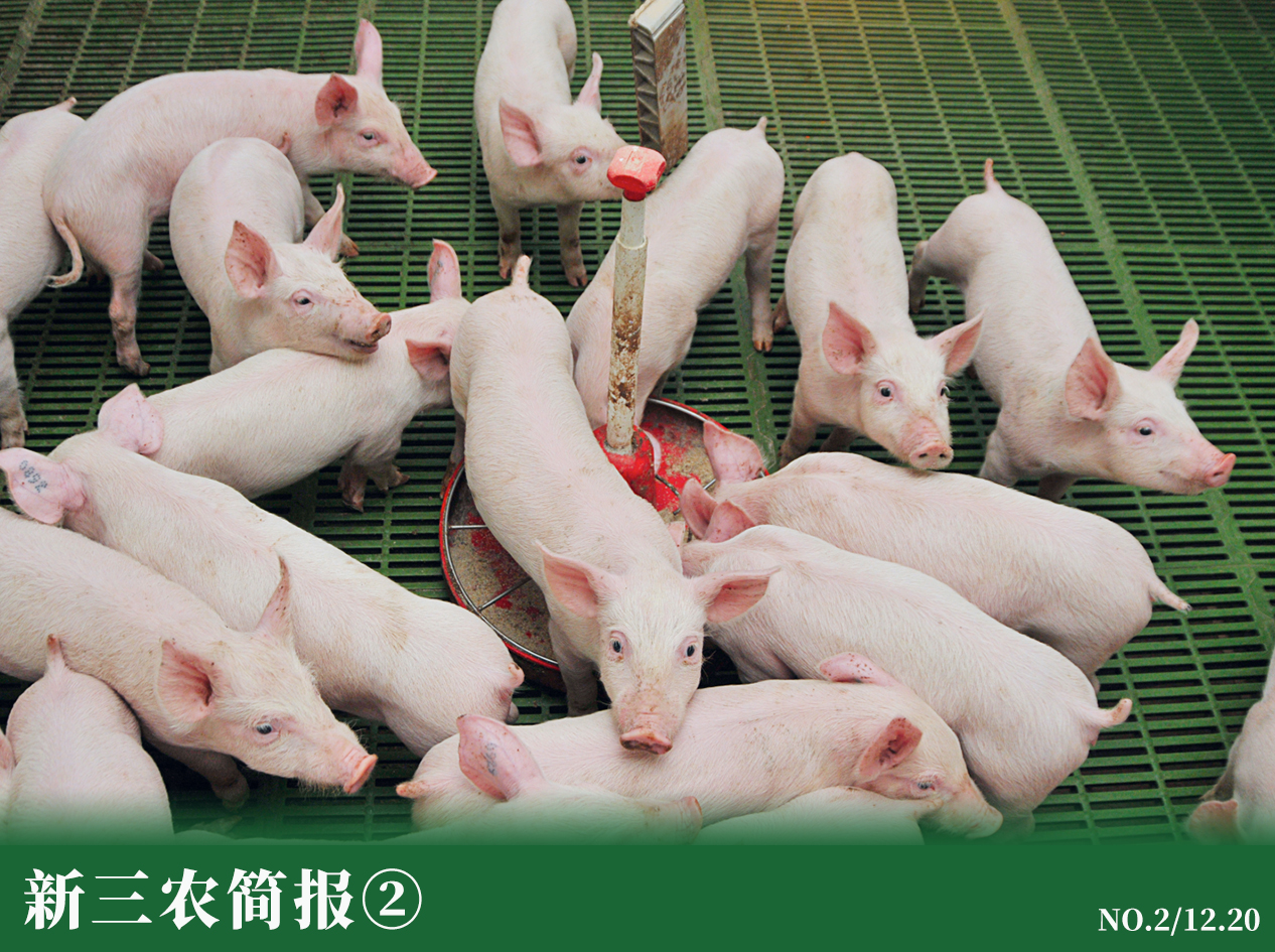新三农简报 | 猪肉价格连涨后趋稳，野猪拟从三有动物名录中删除