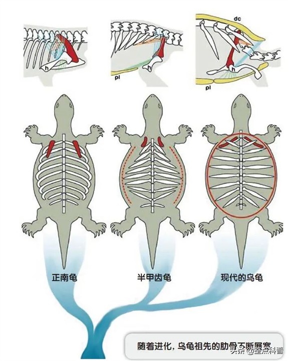 进化论的终极bug：乌龟，如何成为科学家们的“噩梦”？