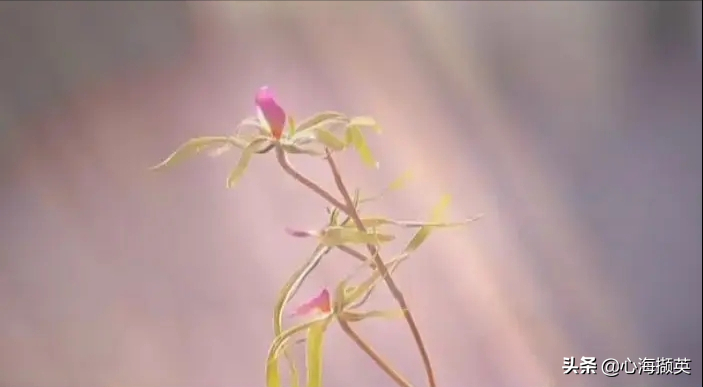 钟汉良与李小冉的《来不及说我爱你》，经典民国爱情剧，难以超越