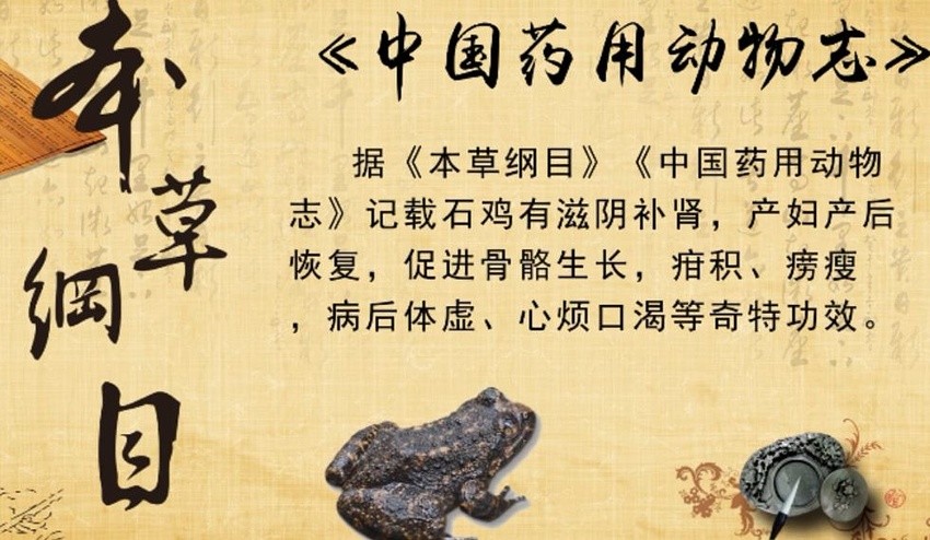 重庆惊现山珍美誉的石蛙