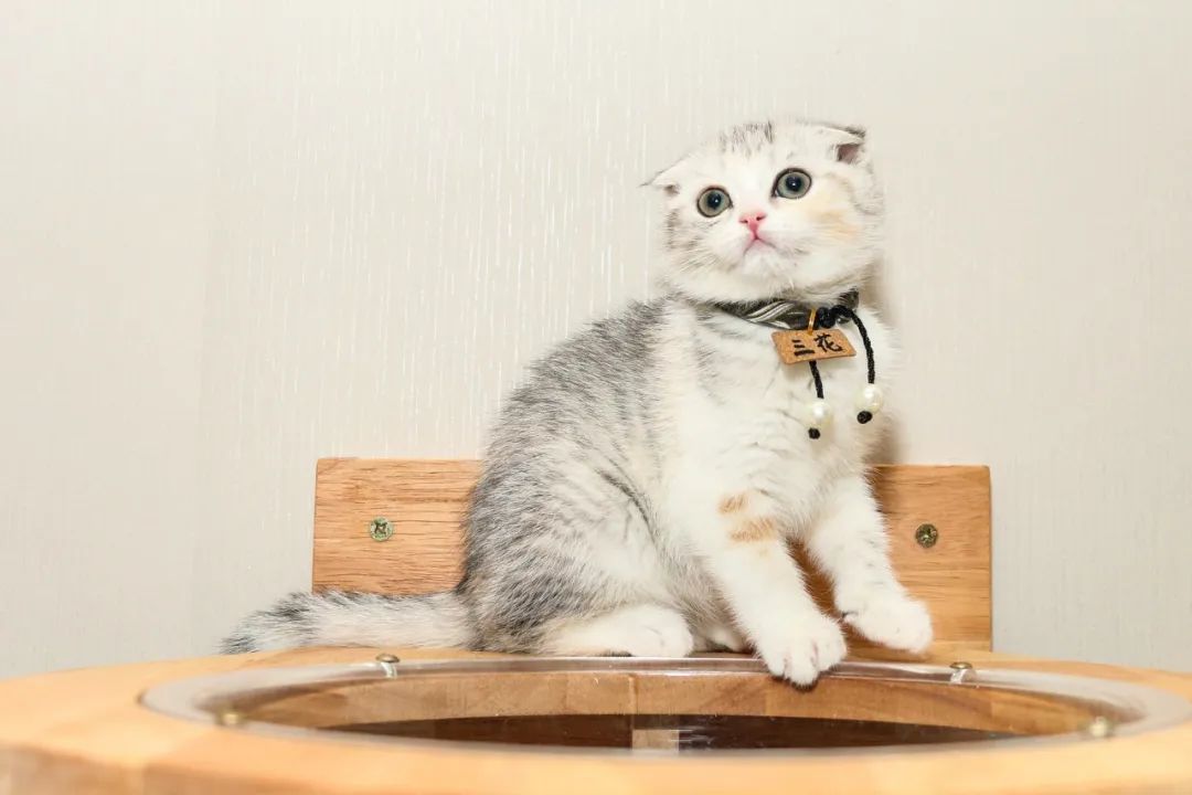 研究了十几个城市的30多个案例，我们拆解了宠物店经营的基本要素