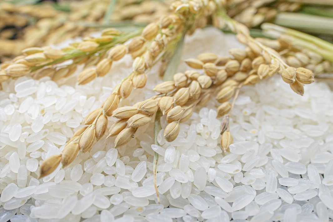 买大米，长粒和圆粒有啥区别？原来有2点不同，很多人搞不懂