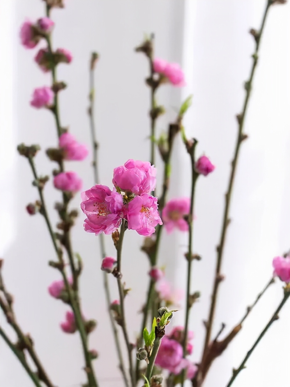 雪柳水培能养多久（4种神奇的枝条遇水就能开花）