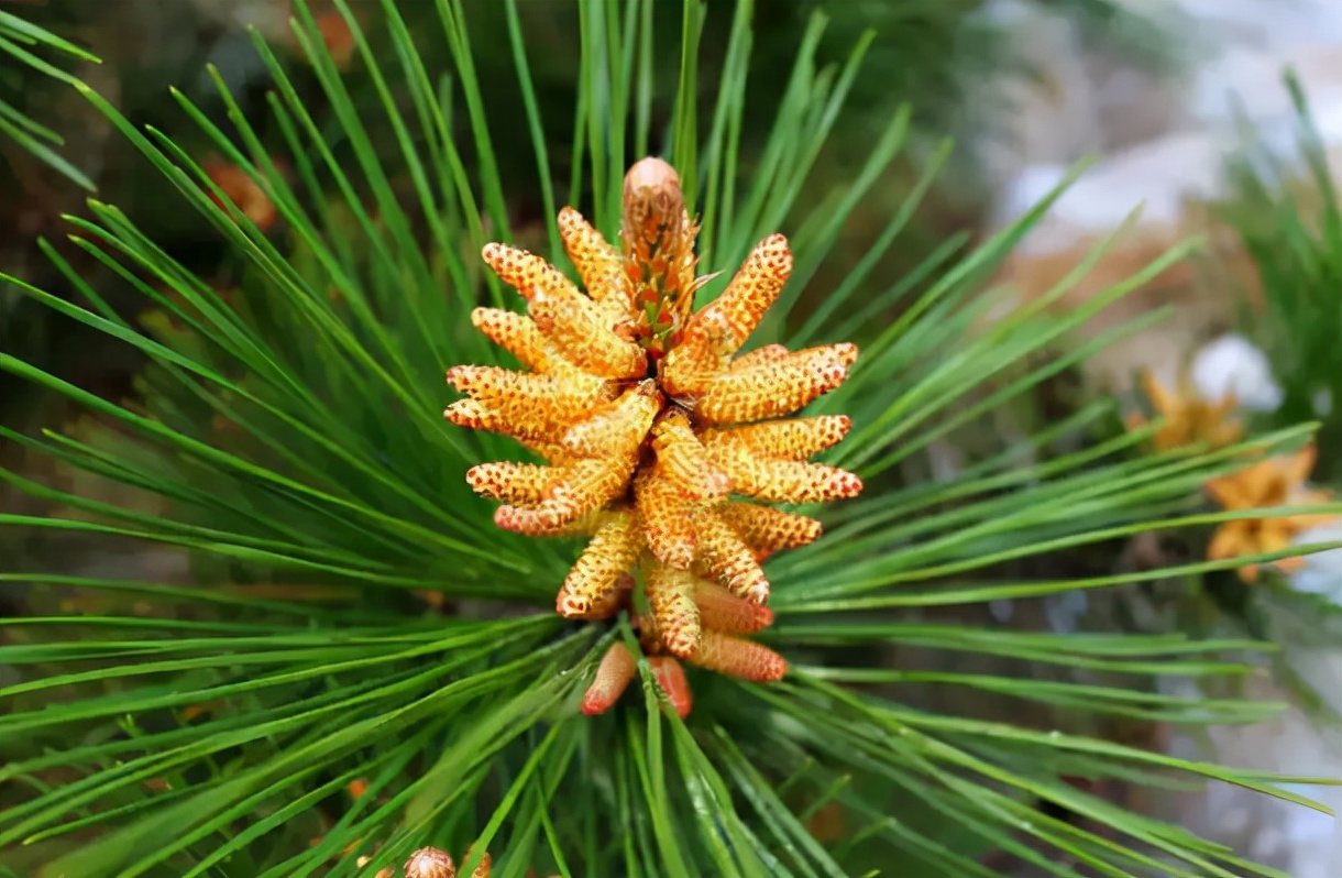 松花粉:春天松树上的花粉,价值上百元一斤却常被人忽视,可惜了