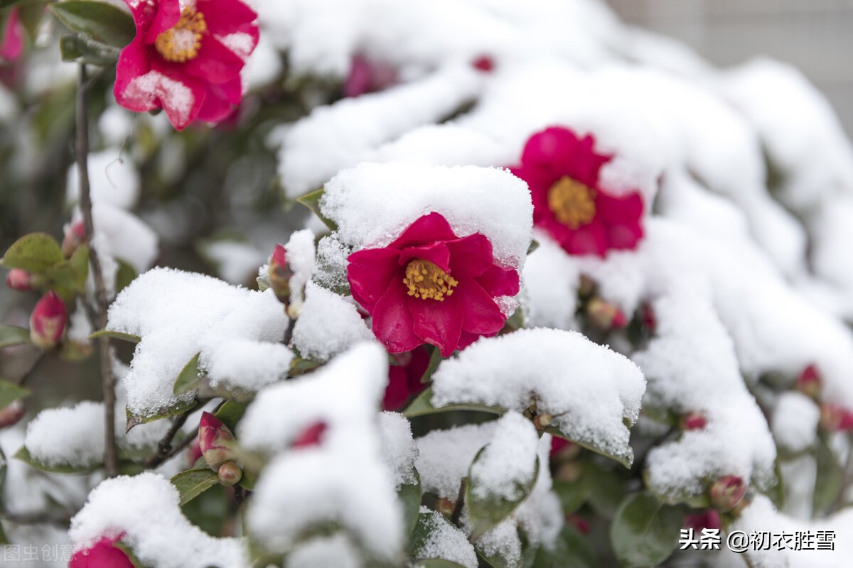 冬日茶花美诗九首：好在朱朱兼白白，一天飞雪映山茶