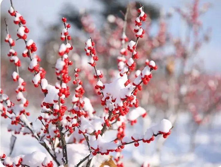 年宵花中的“爱马仕”，红果子挂满枝，红红火火大吉大利