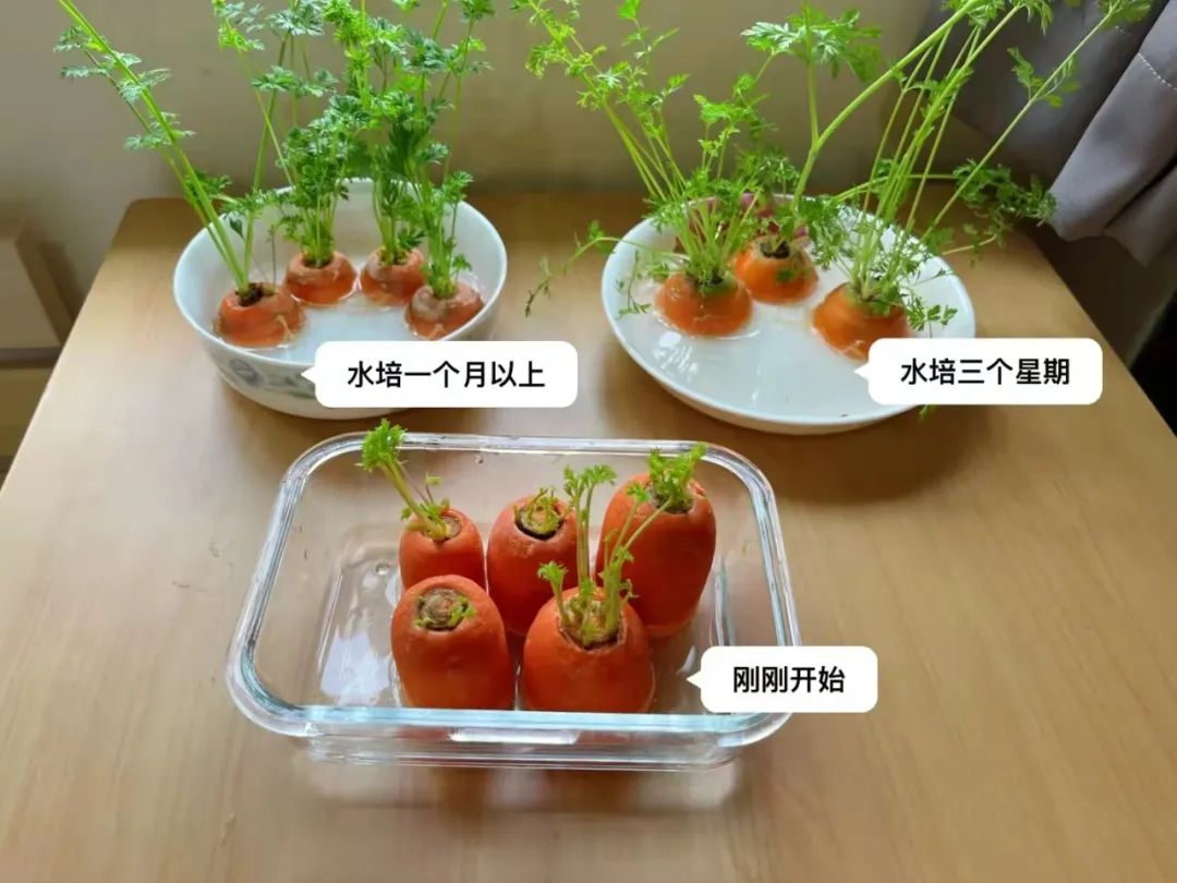 盆栽蔬菜做法图片