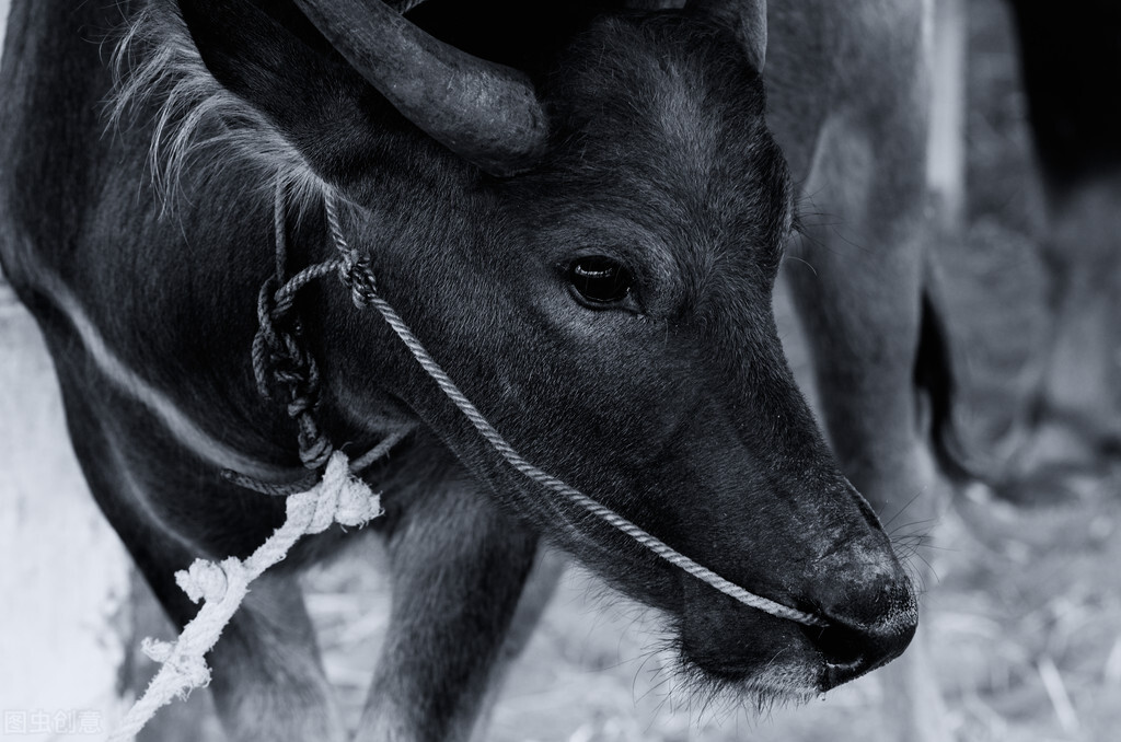 从牛的眼睛看世界，我觉得瞬间不一样了