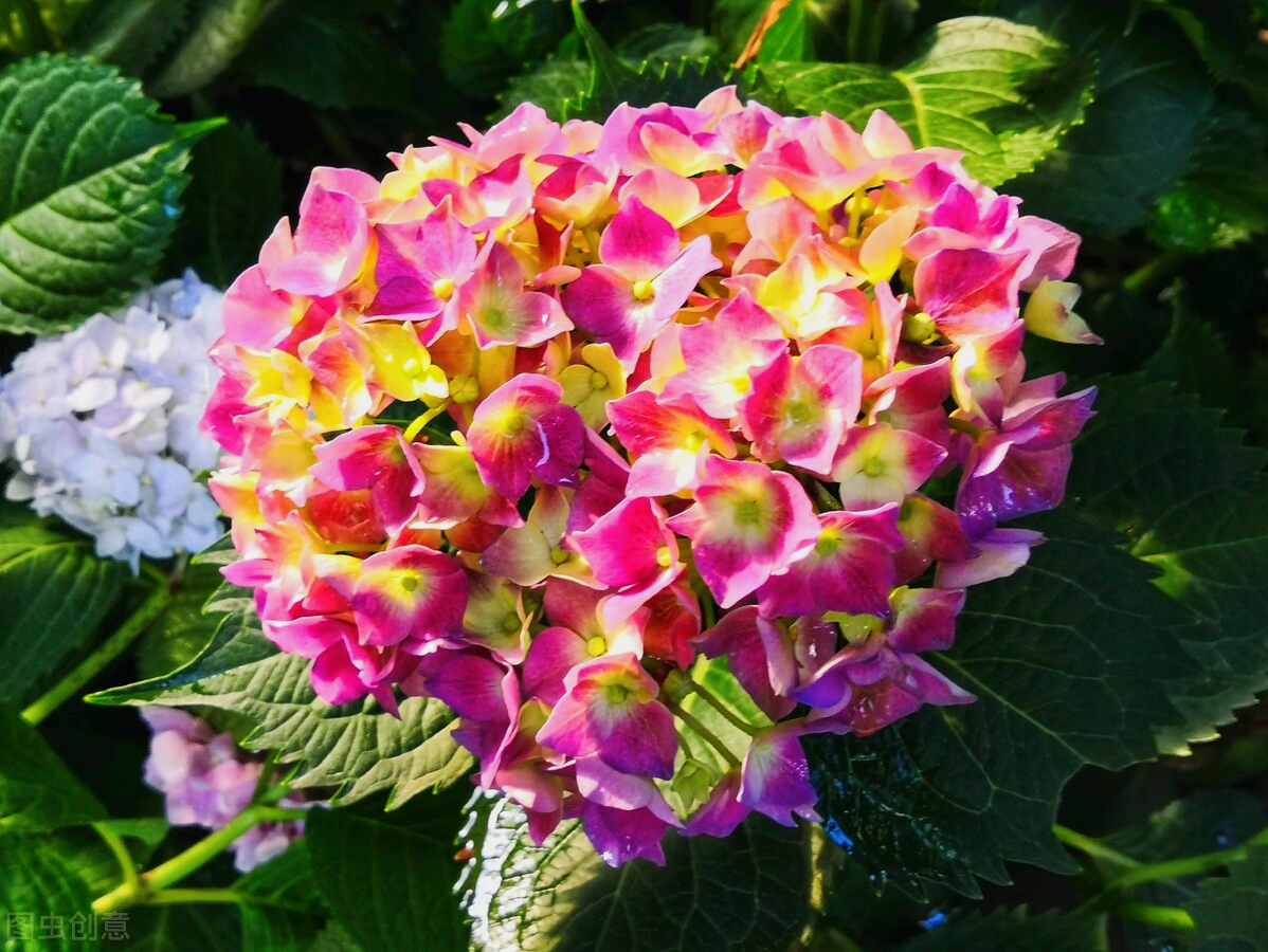 一花一世界，一念新年至，一念花迎春，愿时光安好，岁月含香