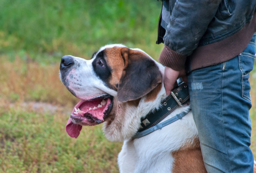 狗狗幾歲才算是老年犬？ 進入老年期的狗狗有什麼身體變化？