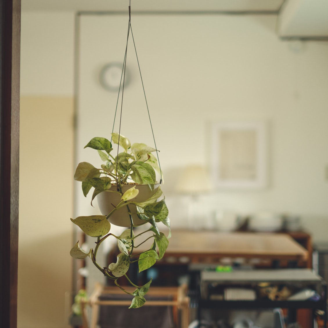 50岁的主妇，收拾出精致小屋，用满屋绿植，装点出诗意栖居