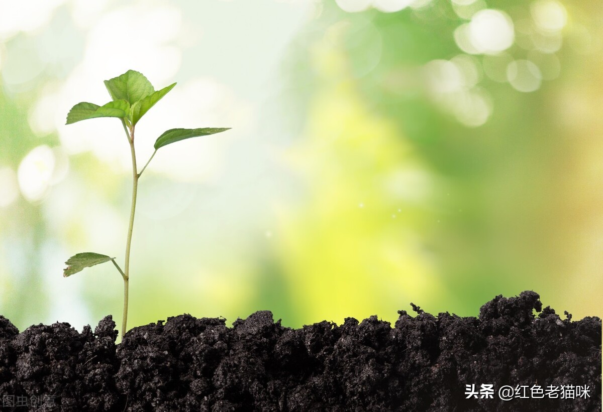 生命是盛开的花朵，它绽放得美丽，绚丽多资；生命是精美的小诗