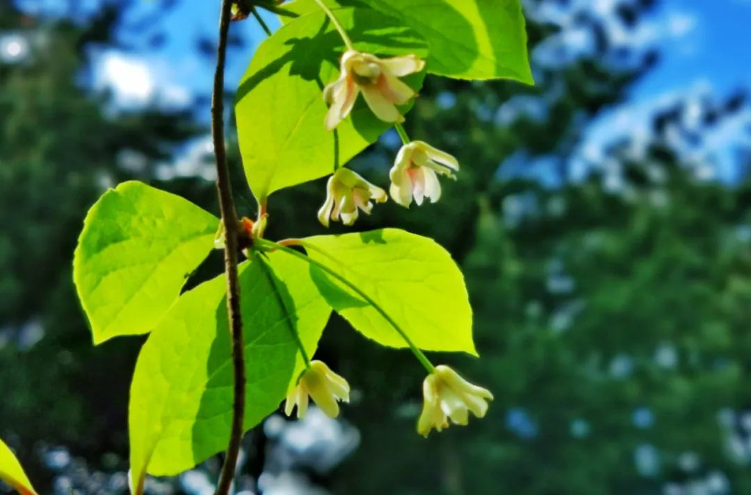 10首最美夏至诗词，凉风送爽，池清荷香，温柔了整个夏天