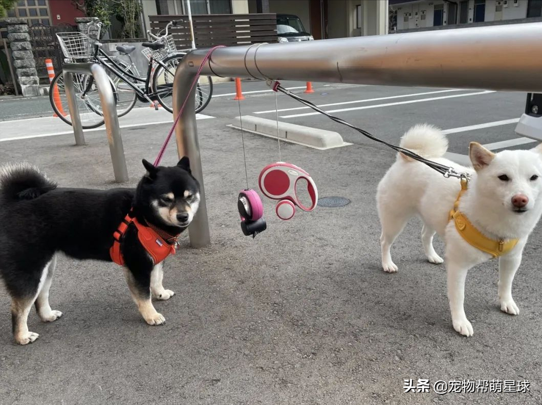 两只固执柴犬散步到岔路口，相互较劲让绳子变Y字型，笑喷网友