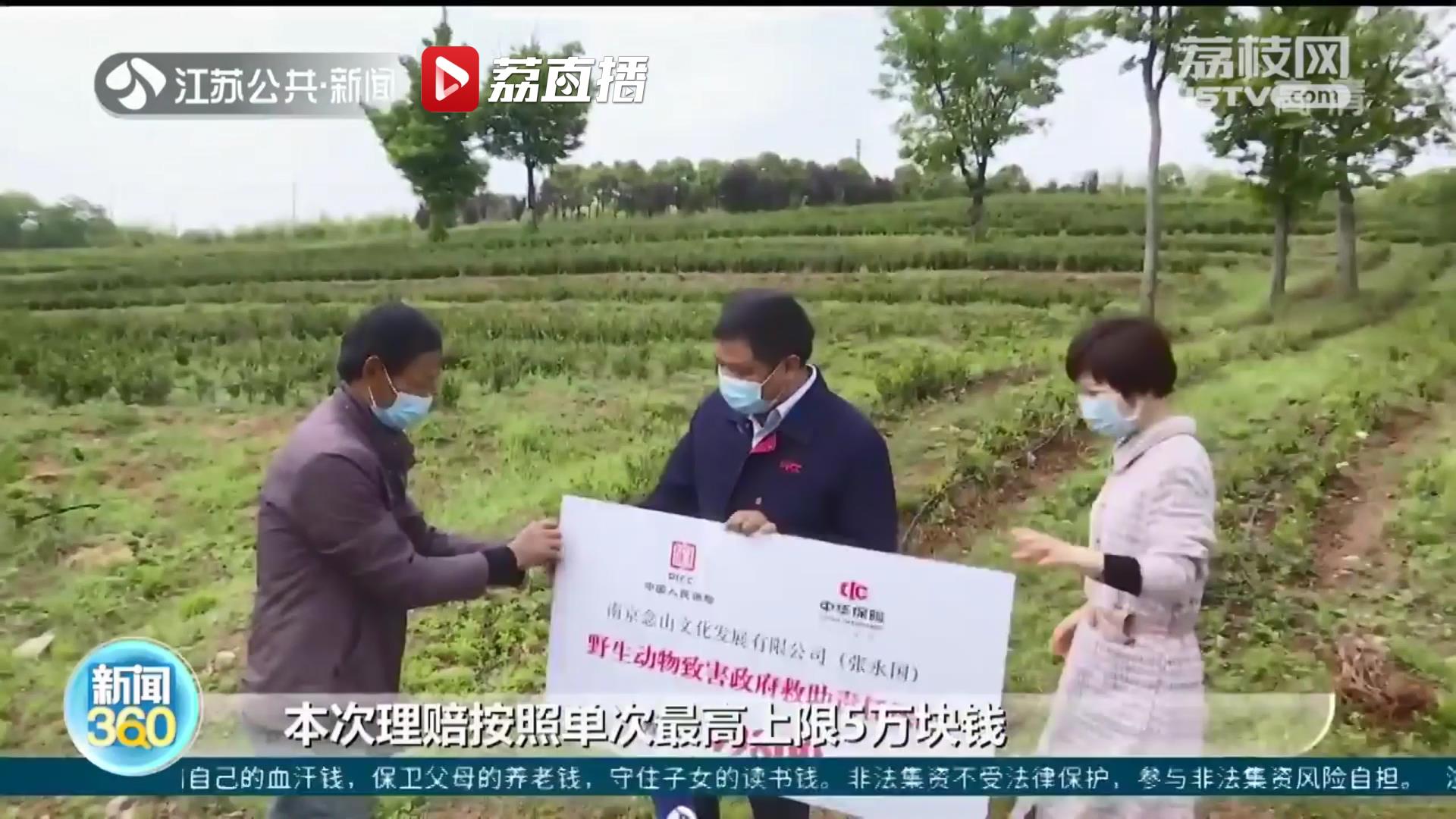 江苏首例野生动物肇事险理赔成功 南京浦口一茶场获赔49800元