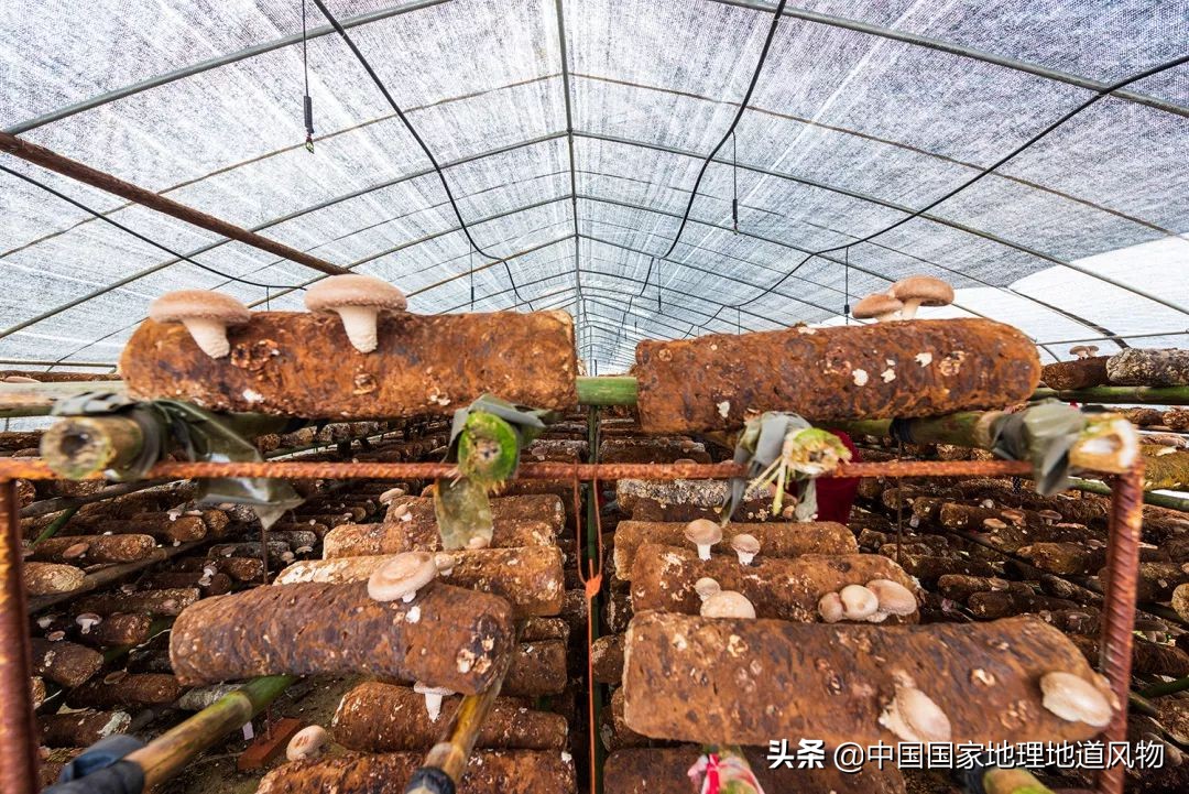 助力蔬菜自由，山东、河南、河北、江苏四省，种菜到底有多猛？