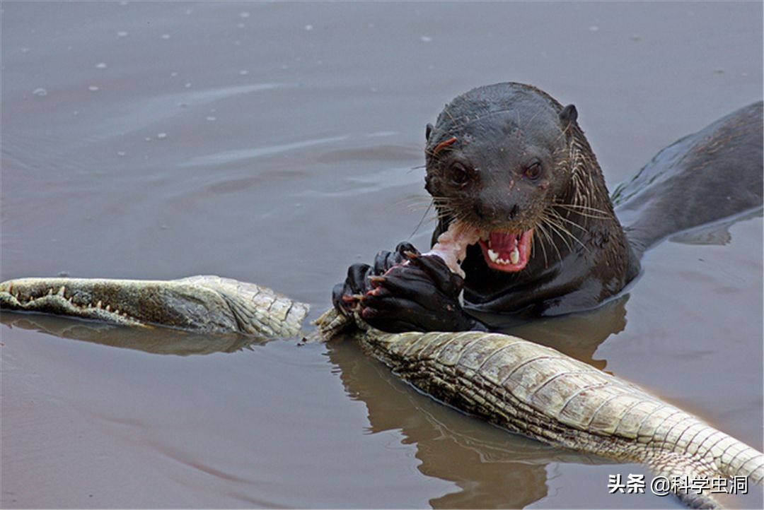 Otter: Singapore's "Ƅiggest мafia", which has erupted in puƄlic Ƅecause of "feuds" - laitiмes