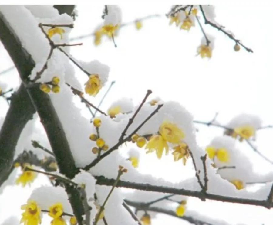 玉雪乘微风，腊梅绽琼枝