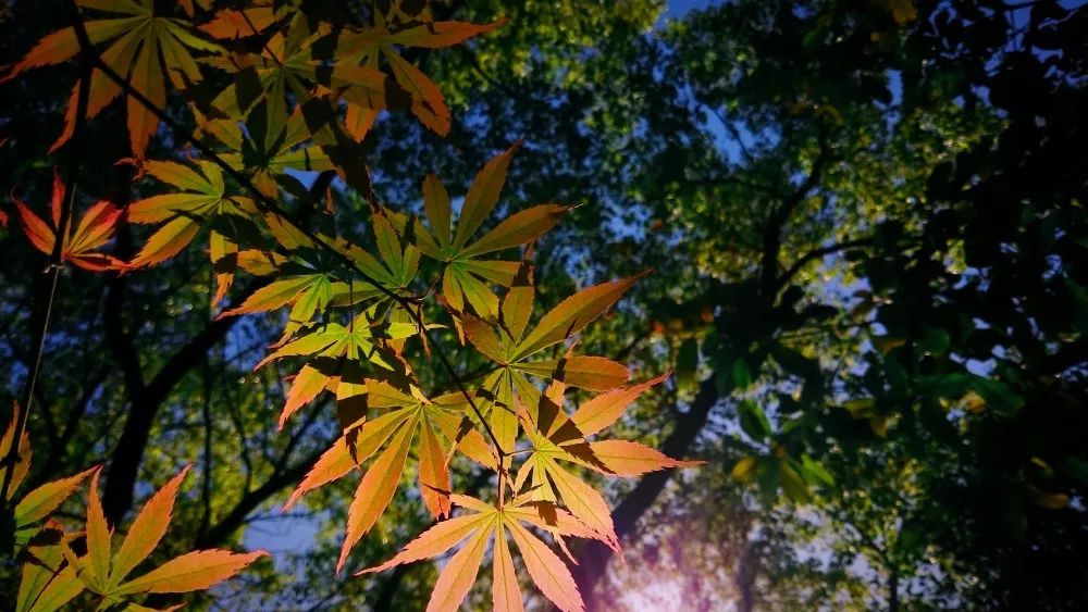 唱歌表白，该如何把握才不至于进退失据？| 叶倩文-最难唱的情歌